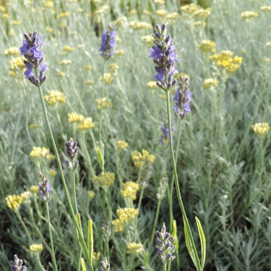 Plantes Vivaces LAVANDULA angustifolia 'Platinum Blonde' ® - Lavande vraie en vente - Pépinière Lepage .
