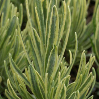 Plantes Vivaces LAVANDULA angustifolia 'Platinum Blonde' ® - Lavande vraie en vente - Pépinière Lepage .
