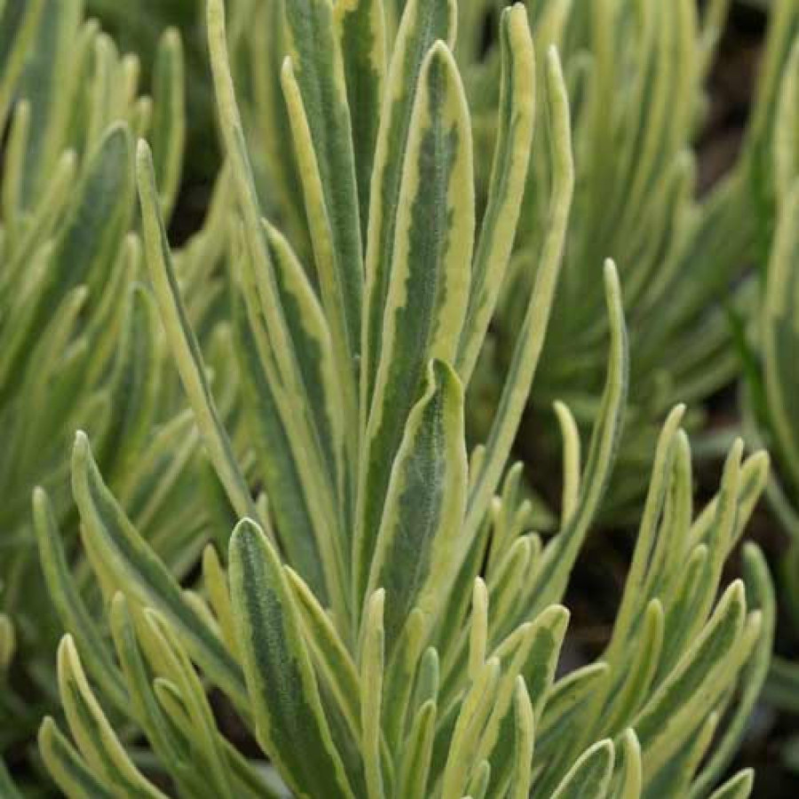 Plantes Vivaces LAVANDULA angustifolia 'Platinum Blonde' ® - Lavande vraie en vente - Pépinière Lepage .