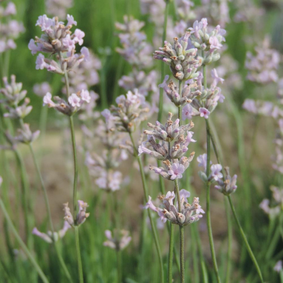 Plantes Vivaces LAVANDULA angustifolia 'Rosea' - Lavande vraie en vente - Pépinière Lepage .
