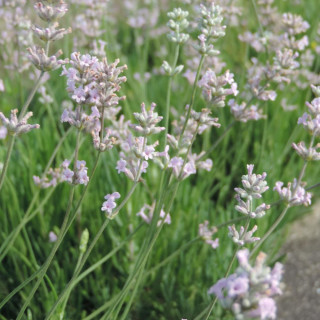 Plantes Vivaces LAVANDULA angustifolia 'Rosea' - Lavande vraie en vente - Pépinière Lepage .