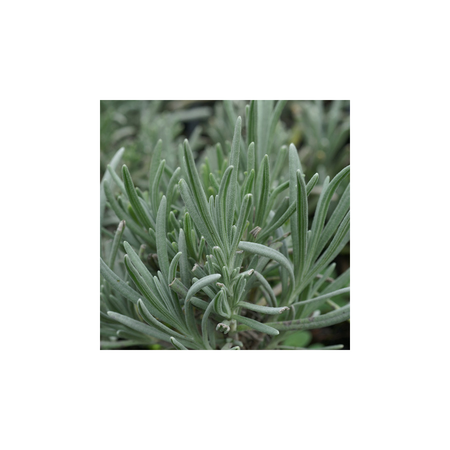 Plantes Vivaces LAVANDULA angustifolia (vera) - Lavande vraie en vente - Pépinière Lepage .