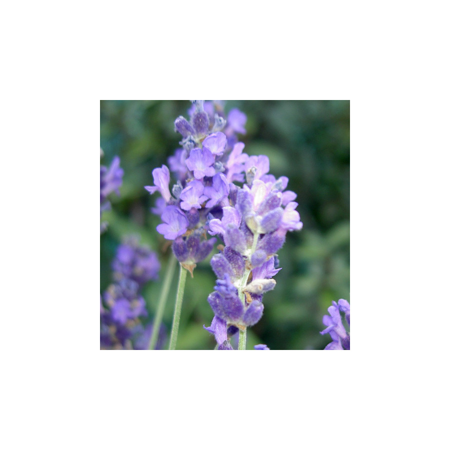 Plantes Vivaces LAVANDULA angustifolia (vera) - Lavande vraie en vente - Pépinière Lepage .