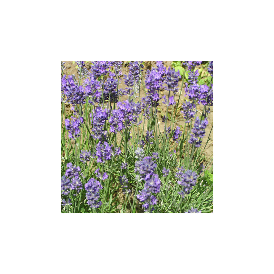 Plantes Vivaces LAVANDULA angustifolia (vera) - Lavande vraie en vente - Pépinière Lepage .