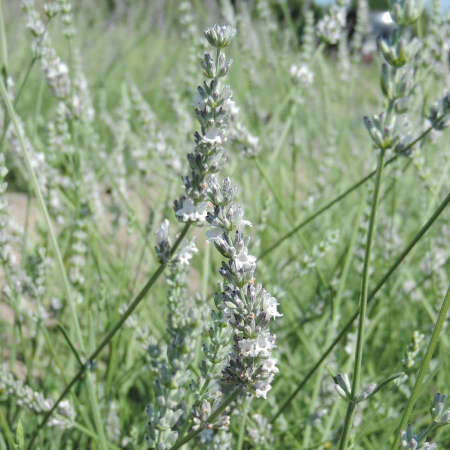 Plantes Vivaces LAVANDULA intermedia 'Edelweiss' - Lavandin blan en vente - Pépinière Lepage .
