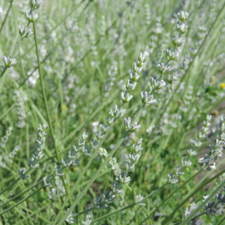 Plantes Vivaces LAVANDULA intermedia 'Edelweiss' - Lavandin blan en vente - Pépinière Lepage .