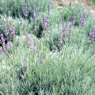 plantes-vivaces-lavandula-intermedia-grappenhall-lavandin-en-vente-lavande-batarde-en-vente-pepiniere-lepage-