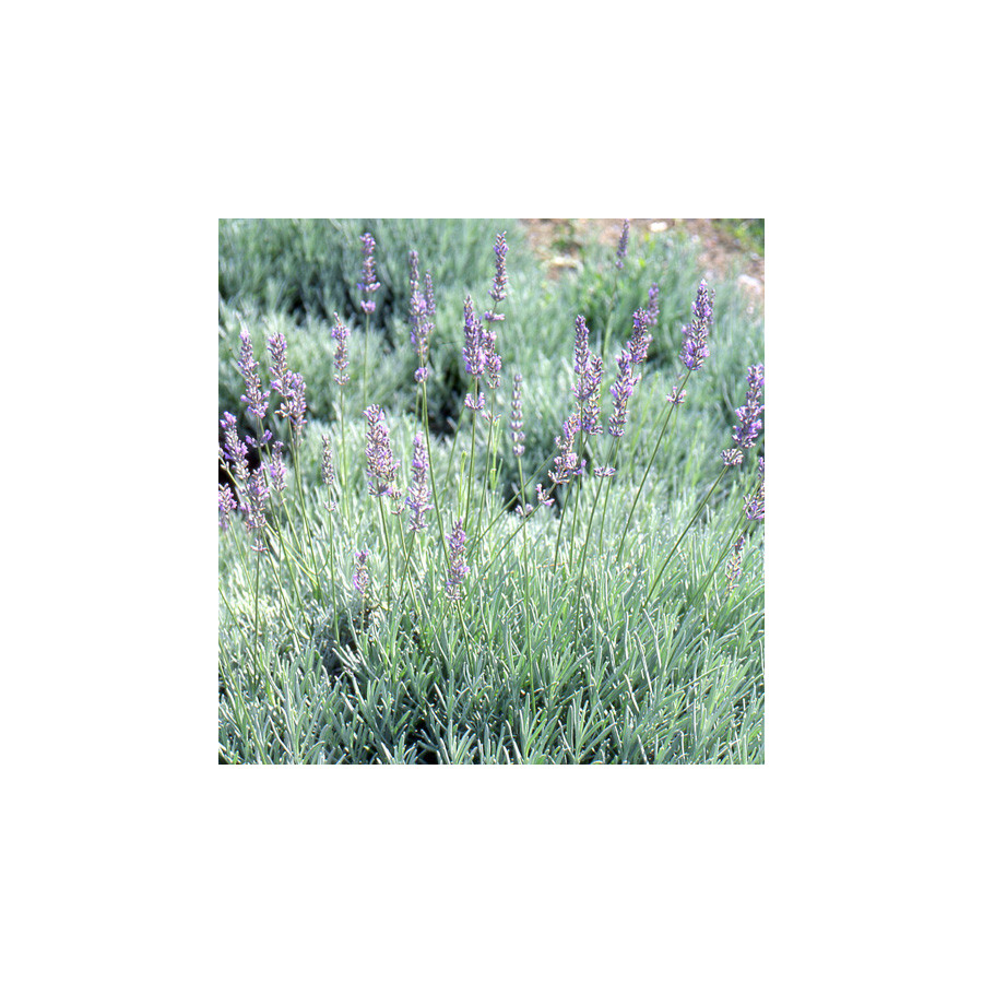 Plantes Vivaces LAVANDULA intermedia 'Grappenhall' - Lavandin en vente - Lavande bâtarde en vente - Pépinière Lepage .