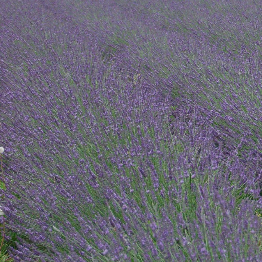 Plantes Vivaces LAVANDULA intermedia 'Phenomenal' ® - Lavande bâtarde en vente - Pépinière Lepage .