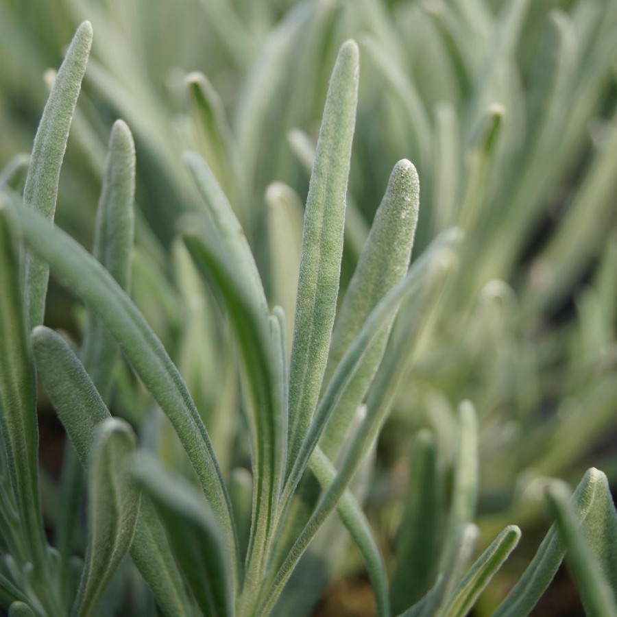 Plantes Vivaces LAVANDULA intermedia 'Phenomenal' ® - Lavande bâtarde en vente - Pépinière Lepage .
