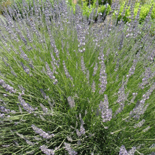 plantes-vivaces-lavandula-intermedia-silver-lavandin-en-vente-pepiniere-lepage-