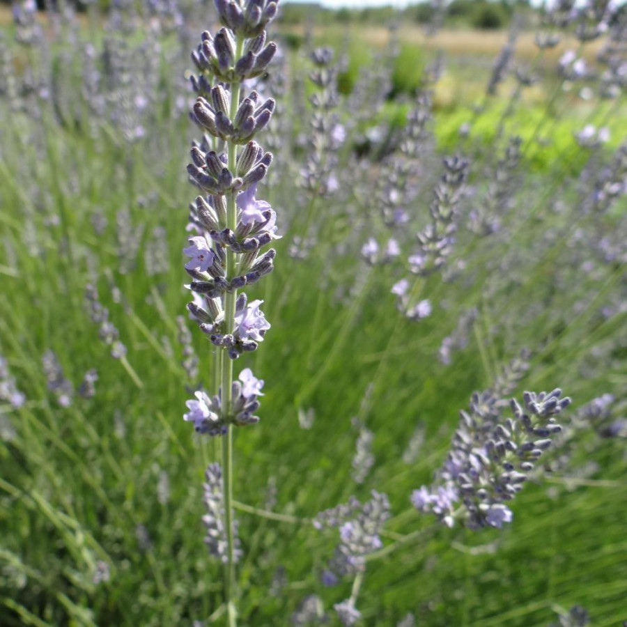 Plantes Vivaces LAVANDULA intermedia 'Silver' - Lavandin en vente - Pépinière Lepage .