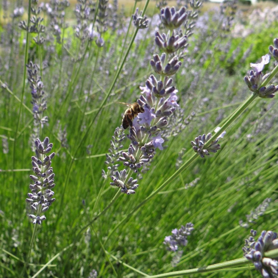 Plantes Vivaces LAVANDULA intermedia 'Silver' - Lavandin en vente - Pépinière Lepage .