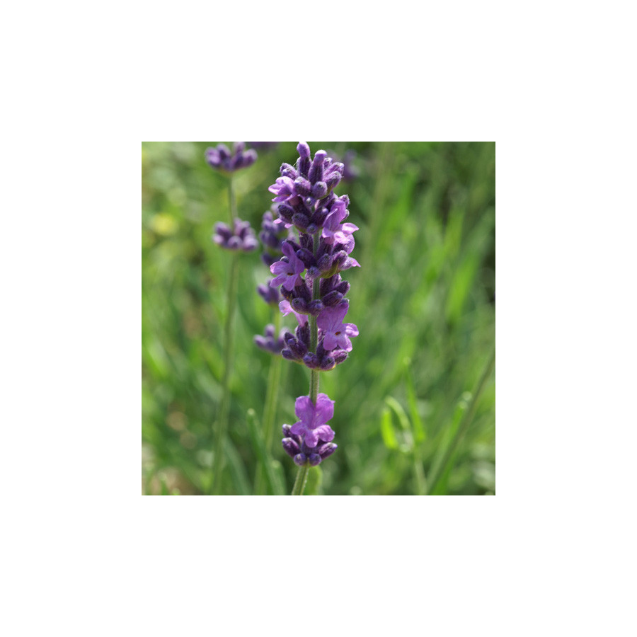 Plantes Vivaces LAVANDULA intermedia (lavandin) - Lavandin en vente - Pépinière Lepage .