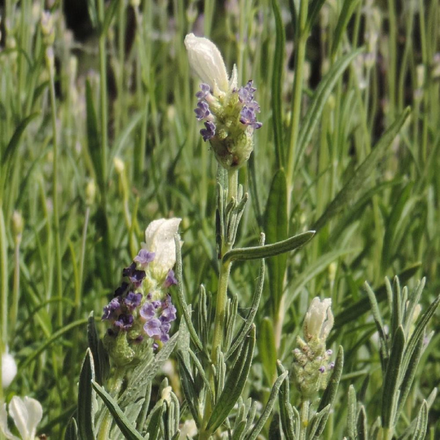 LAVANDULA stoechas 'Castilliano White'