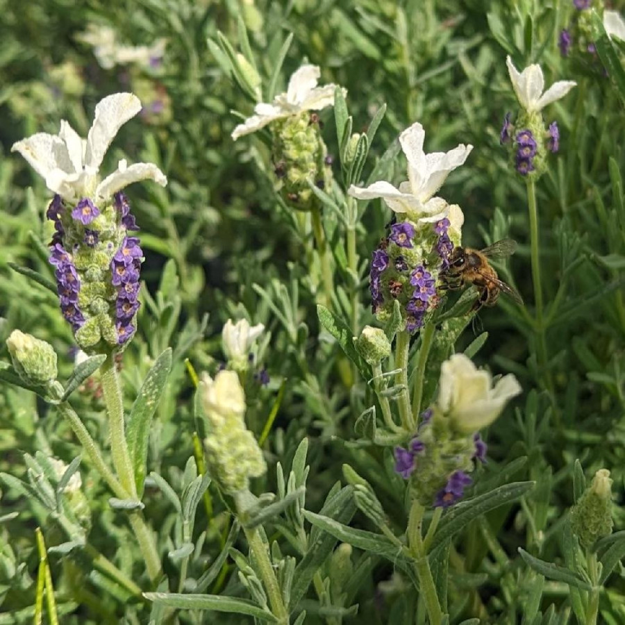 LAVANDULA stoechas 'Castilliano White'