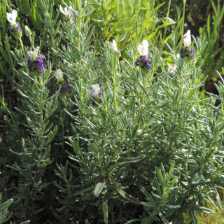 LAVANDULA stoechas 'Castilliano White'