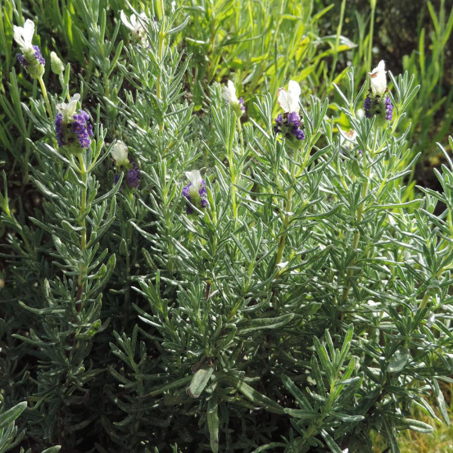 LAVANDULA stoechas 'Castilliano White'
