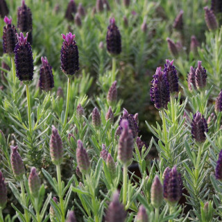 plantes-vivaces-lavandula-stoechas-dark-royalty-R-en-vente-pepiniere-lepage-