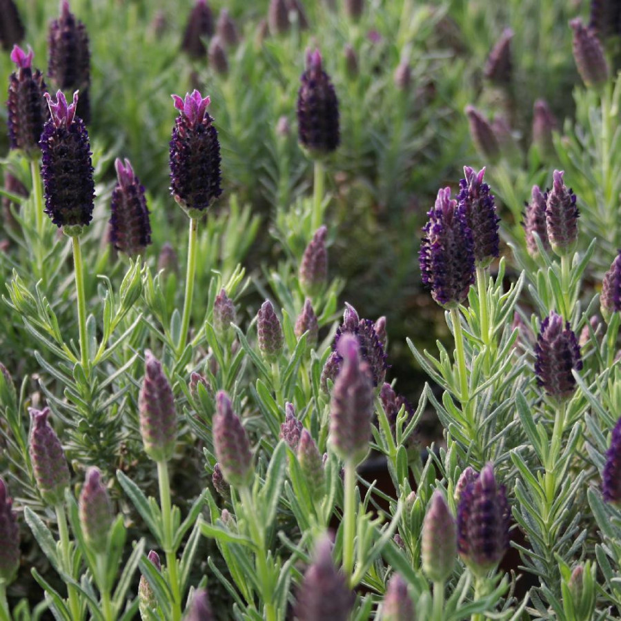plantes-vivaces-lavandula-stoechas-dark-royalty-R-en-vente-pepiniere-lepage-