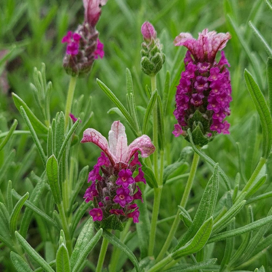 Plantes Vivaces LAVANDULA stoechas Magical ® 'Posy Pink' - Lavande papillon en vente - Pépinière Lepage .