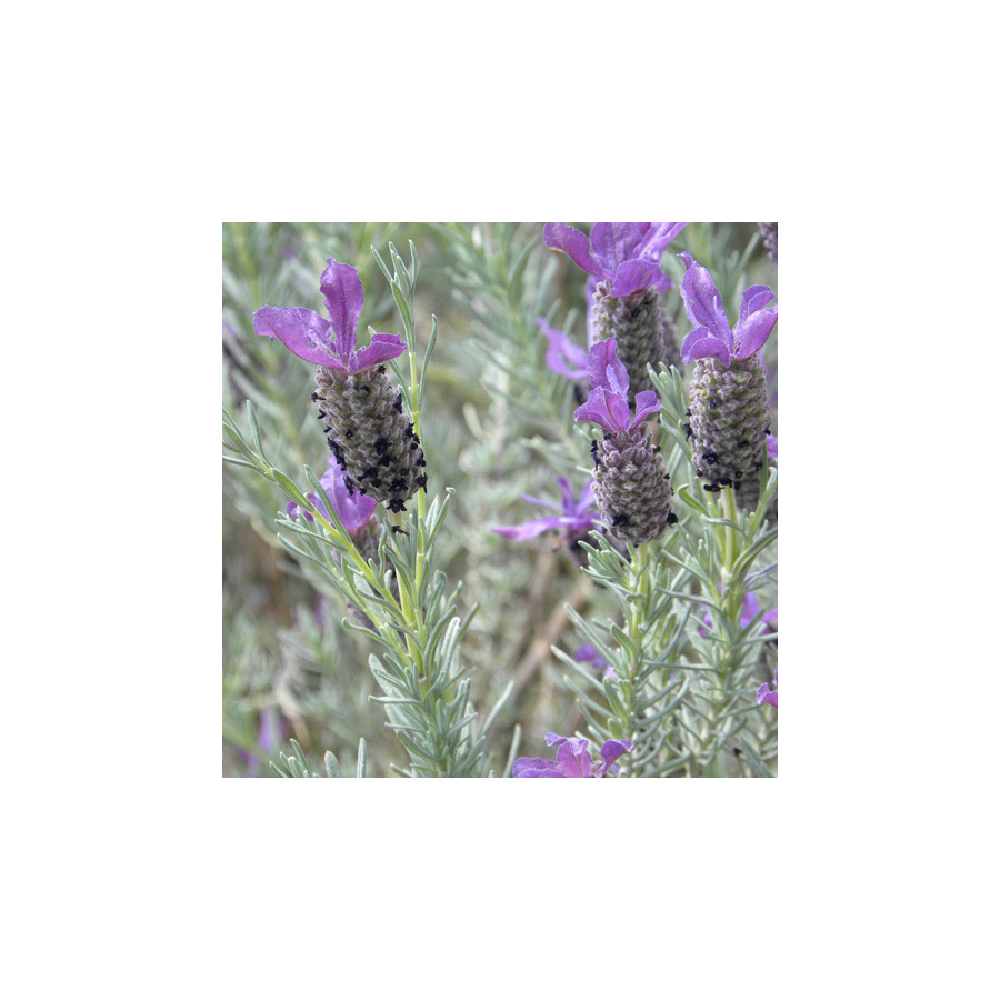 Plantes Vivaces LAVANDULA stoechas ssp. pedunculata - Lavande papillon en vente - Pépinière Lepage .