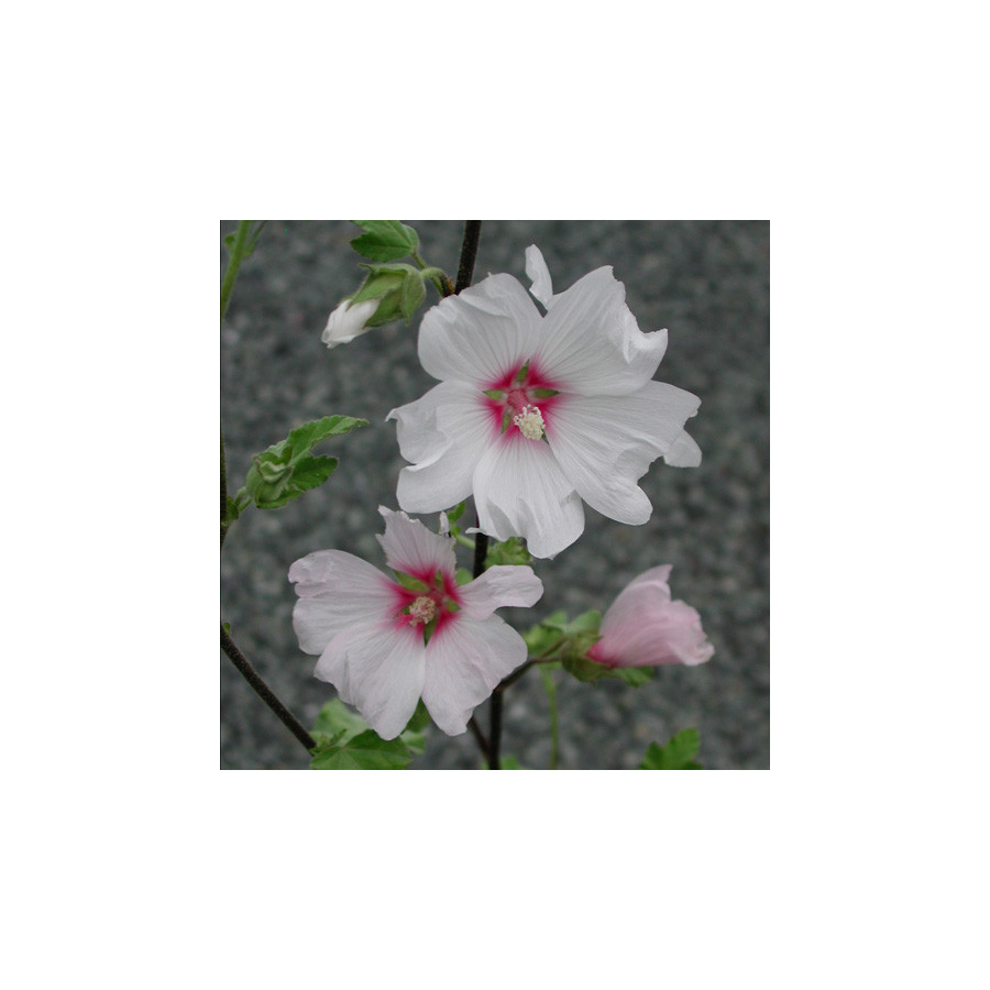 plantes-vivaces-lavatera-barnsley-lavatere-en-vente-pepiniere-lepage-
