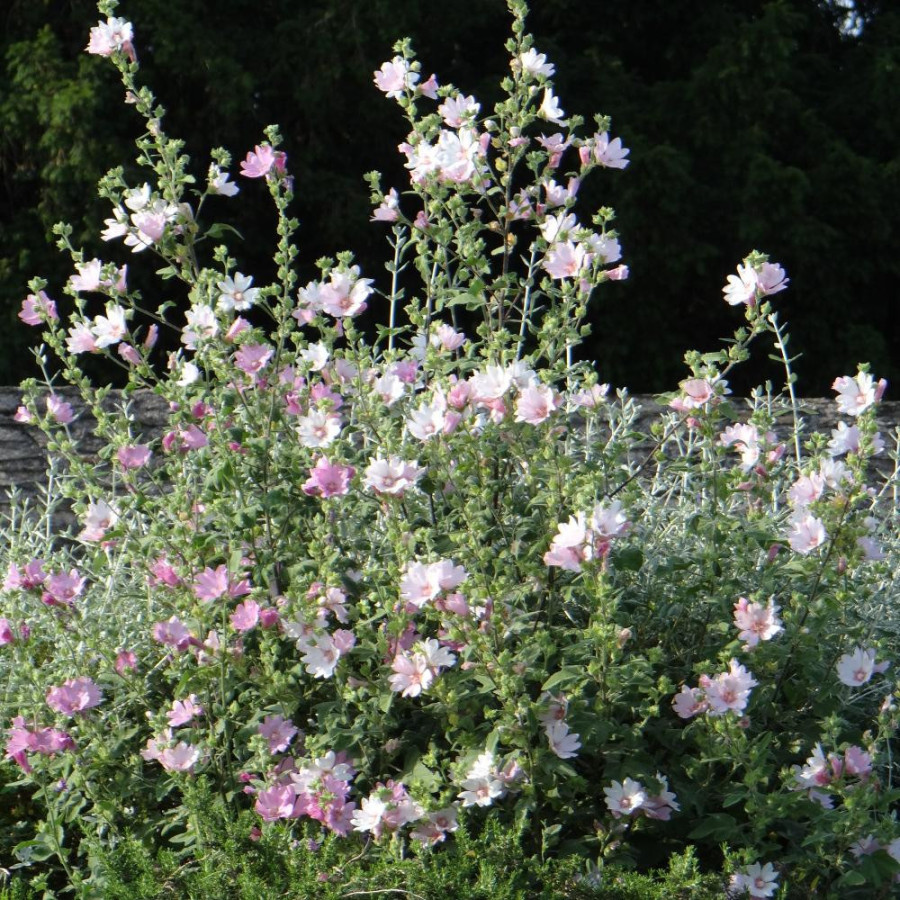 plantes-vivaces-lavatera-barnsley-lavatere-en-vente-pepiniere-lepage-