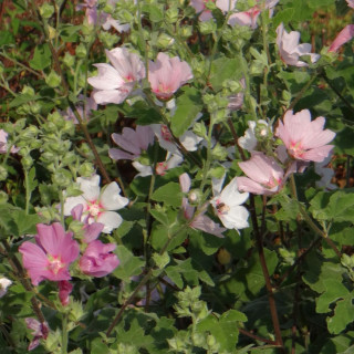 plantes-vivaces-lavatera-barnsley-lavatere-en-vente-pepiniere-lepage-