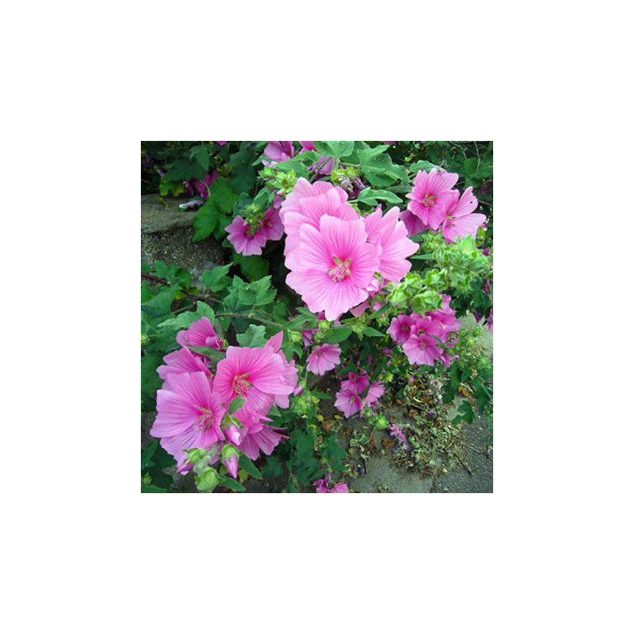 plantes-vivaces-lavatera-thuringiaca-lavatere-en-arbre-en-vente-pepiniere-lepage-