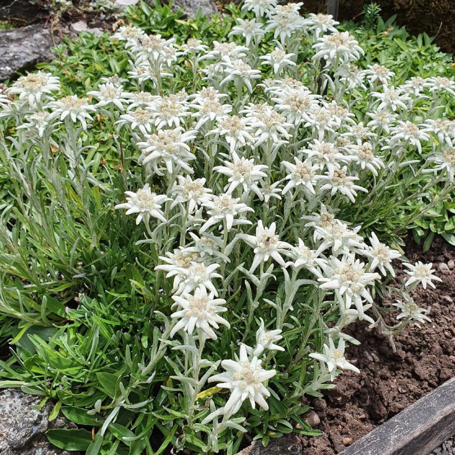 Plantes Vivaces LEONTOPODIUM alpinum - Edelweiss en vente - étoile des neiges en vente - Pépinière Lepage .