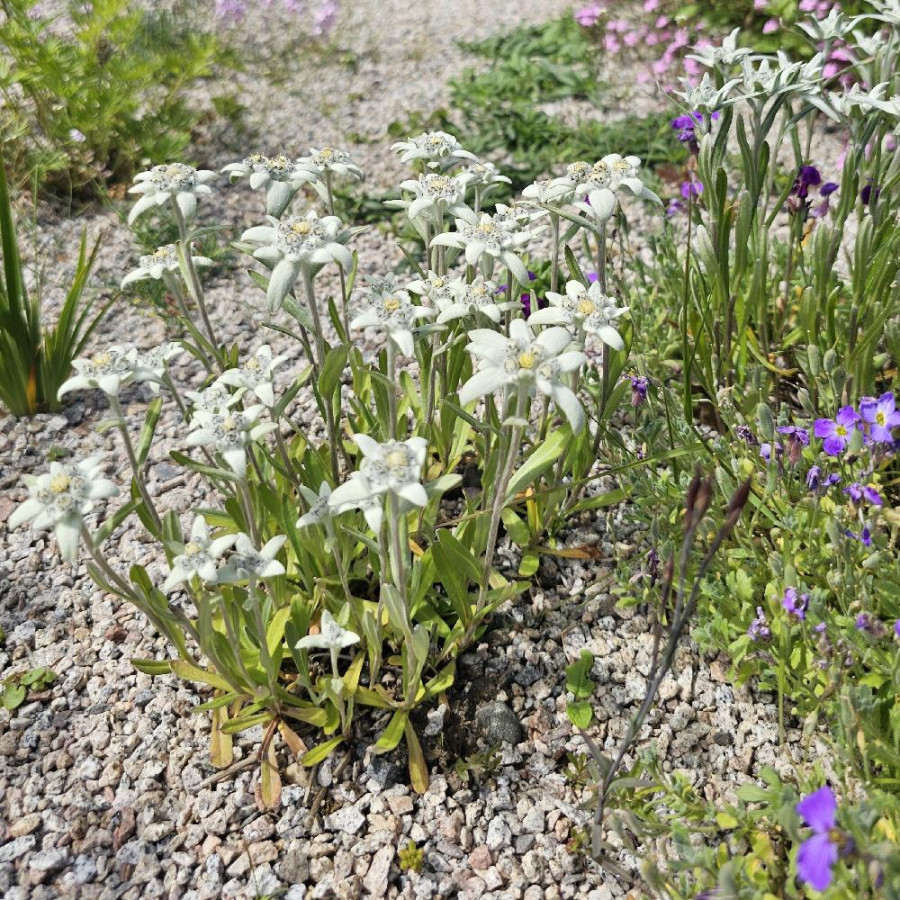 Plantes Vivaces LEONTOPODIUM alpinum - Edelweiss en vente - étoile des neiges en vente - Pépinière Lepage .