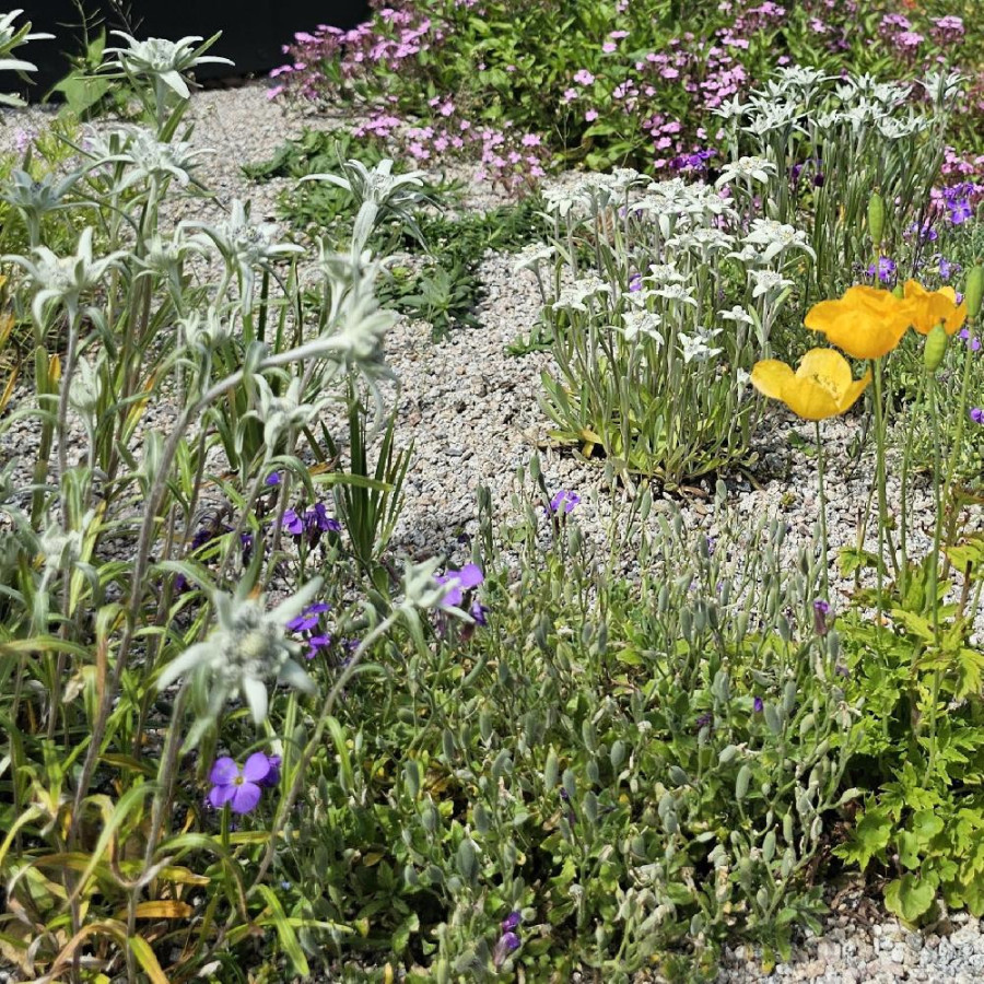 Plantes Vivaces LEONTOPODIUM alpinum - Edelweiss en vente - étoile des neiges en vente - Pépinière Lepage .