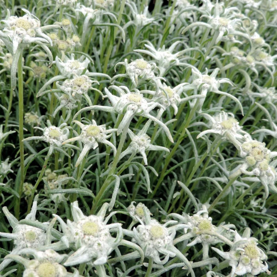 Plantes Vivaces LEONTOPODIUM alpinum 'Blossom of Snow' ® - Edelweiss en vente - Pépinière Lepage .