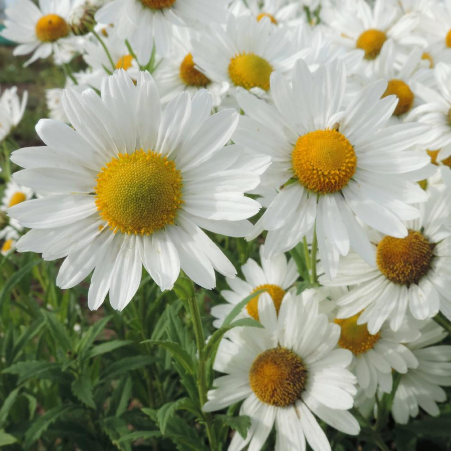 Plantes Vivaces LEUCANTHEMELLA serotina 'Herbststern' - Marguerite en vente - Pépinière Lepage .