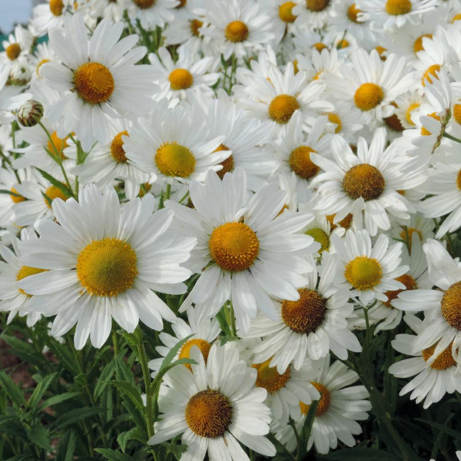 Plantes Vivaces LEUCANTHEMELLA serotina 'Herbststern' - Marguerite en vente - Pépinière Lepage .