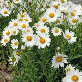 Plantes Vivaces LEUCANTHEMELLA serotina 'Herbststern' - Marguerite en vente - Pépinière Lepage .