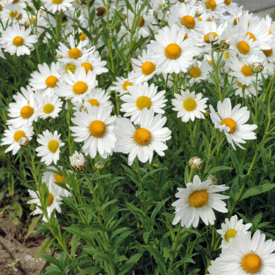 Plantes Vivaces LEUCANTHEMELLA serotina 'Herbststern' - Marguerite en vente - Pépinière Lepage .
