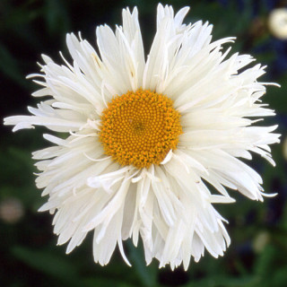 Plantes Vivaces LEUCANTHEMUM 'Prieuré' - Marguerite d'été en vente - Pépinière Lepage .