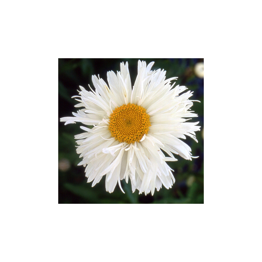 Plantes Vivaces LEUCANTHEMUM 'Prieuré' - Marguerite d'été en vente - Pépinière Lepage .