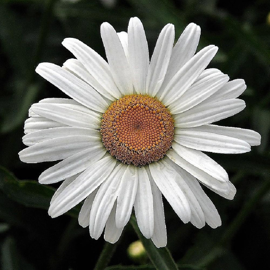 Plantes Vivaces LEUCANTHEMUM 'Silberprinzesschen' - Marguerite d'été en vente - Petite princesse d'argent en vente - Pépinière L
