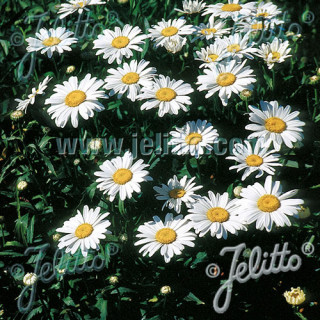 Plantes Vivaces LEUCANTHEMUM 'Silberprinzesschen' - Marguerite d'été en vente - Petite princesse d'argent en vente - Pépinière L