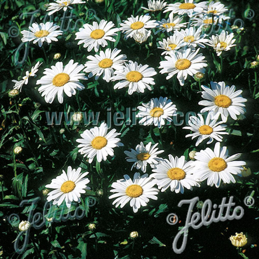 Plantes Vivaces LEUCANTHEMUM 'Silberprinzesschen' - Marguerite d'été en vente - Petite princesse d'argent en vente - Pépinière L