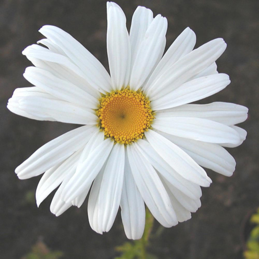 Plantes Vivaces LEUCANTHEMUM superbum 'Alaska' - Marguerite d'été en vente - Pépinière Lepage .