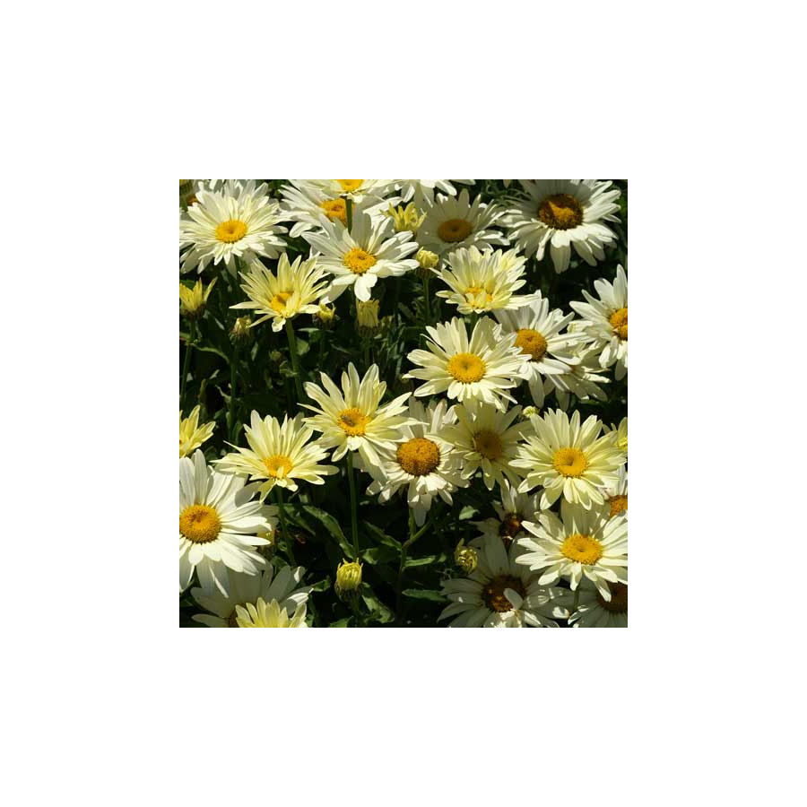 Plantes Vivaces LEUCANTHEMUM superbum 'Banana Cream' ® - Marguerite d'été en vente - Pépinière Lepage .