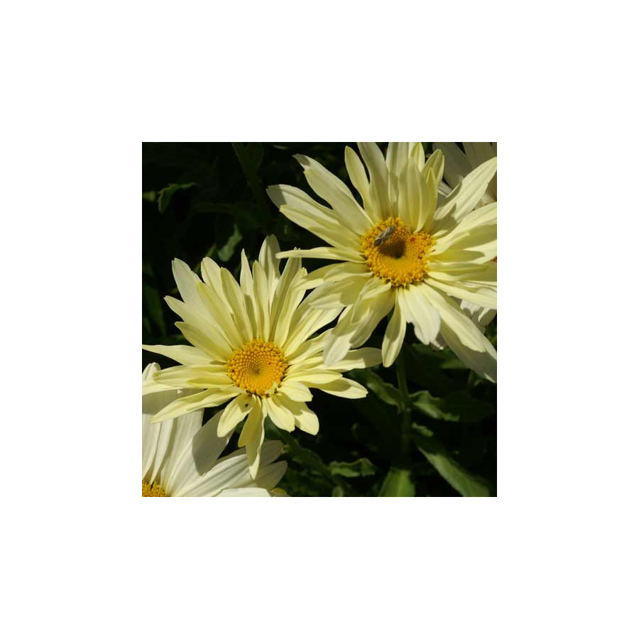 Plantes Vivaces LEUCANTHEMUM superbum 'Banana Cream' ® - Marguerite d'été en vente - Pépinière Lepage .