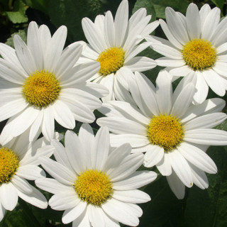 plantes-vivaces-leucanthemum-superbum-becky-marguerite-d-ete-en-vente-pepiniere-lepage-