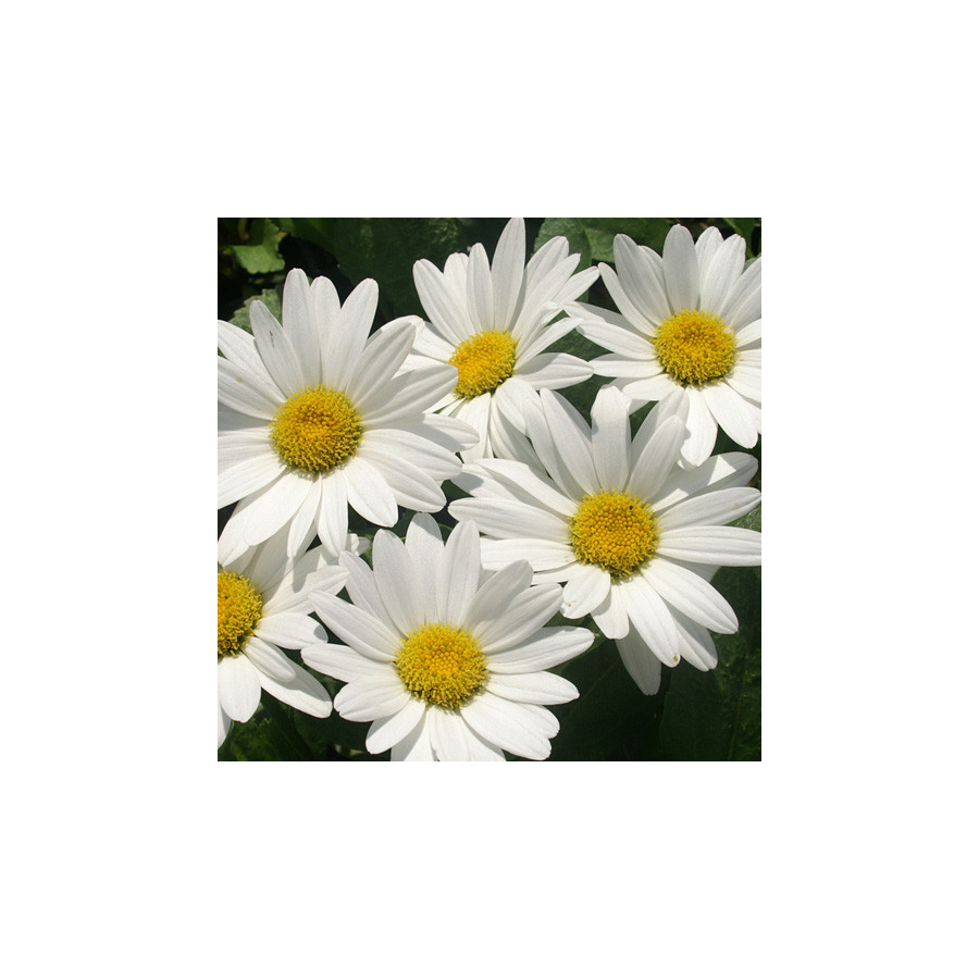 Plantes Vivaces LEUCANTHEMUM superbum 'Becky' - Marguerite d'été en vente - Pépinière Lepage .