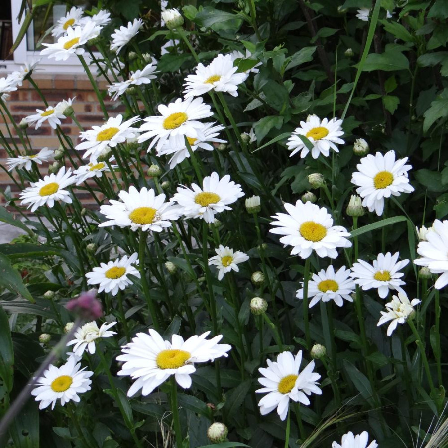 Plantes Vivaces LEUCANTHEMUM superbum 'Becky' - Marguerite d'été en vente - Pépinière Lepage .