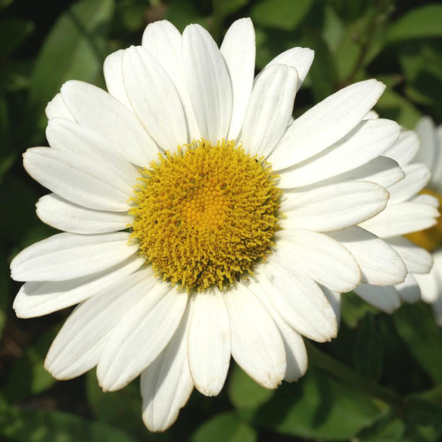 Plantes Vivaces LEUCANTHEMUM superbum 'Brightside' - Marguerite d'été en vente - Pépinière Lepage .